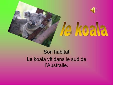 Son habitat Le koala vit dans le sud de l’Australie.
