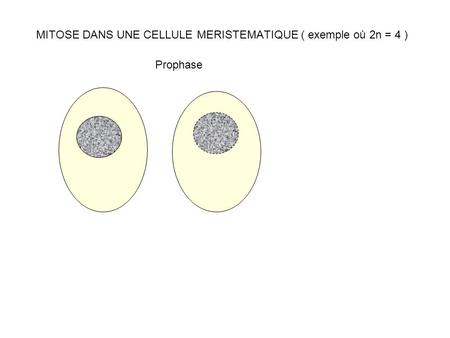 MITOSE DANS UNE CELLULE MERISTEMATIQUE ( exemple où 2n = 4 )