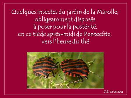 Quelques insectes du jardin de la Marolle, obligeamment disposés à poser pour la postérité, en ce tiède après-midi de Pentecôte, vers l’heure du thé J.B.