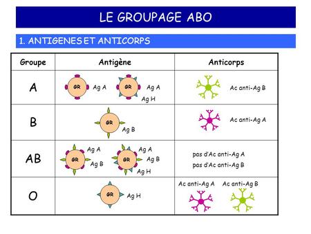 LE GROUPAGE ABO A B AB O 1. ANTIGENES ET ANTICORPS Groupe Antigène