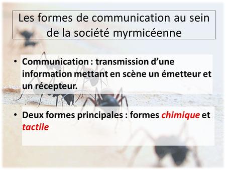Les formes de communication au sein de la société myrmicéenne