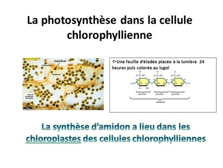 La photosynthèse dans la cellule chlorophyllienne