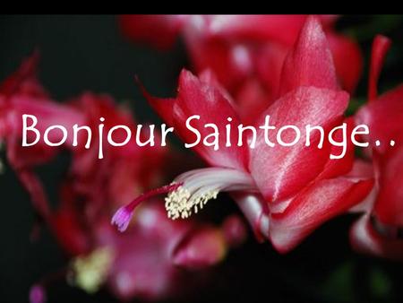 Bonjour Saintonge….