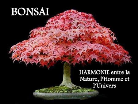 HARMONIE entre la Nature, l‘Homme et l‘Univers