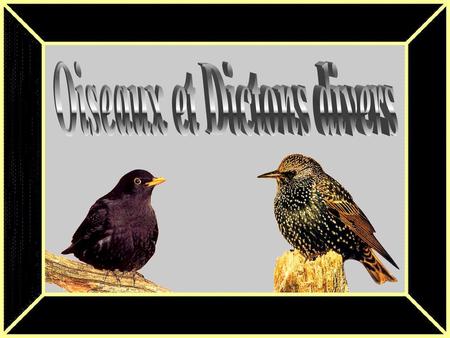 Oiseaux et Dictons divers