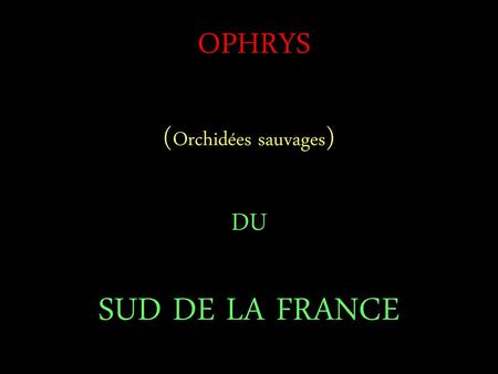 OPHRYS (Orchidées sauvages) DU SUD DE LA FRANCE