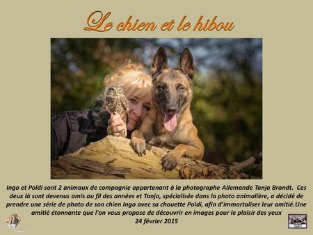 Le chien et le hibou Ingo et Poldi sont 2 animaux de compagnie appartenant à la photographe Allemande Tanja Brandt. Ces deux là sont devenus amis au fil.