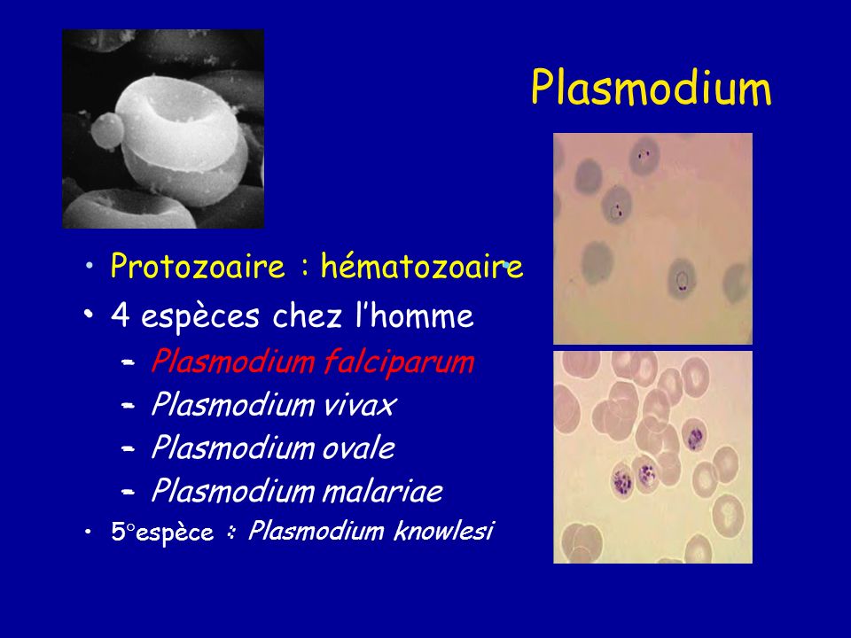 Plasmodium • Protozoaire : hématozoaire • • • 4 espèces chez l'homme - ppt télécharger