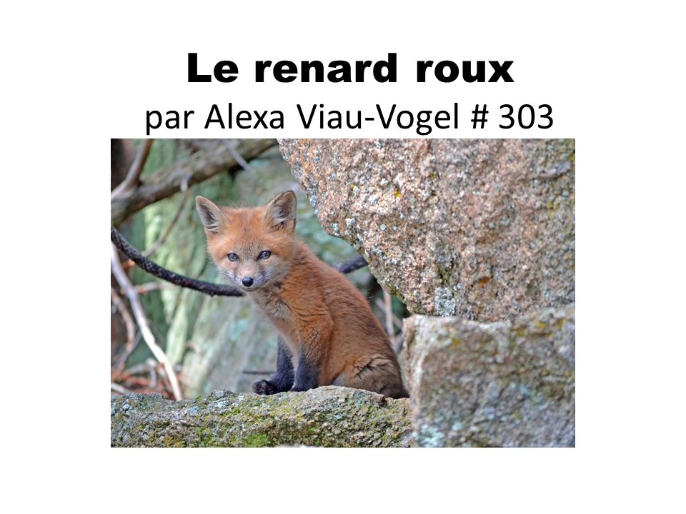 Renard roux - Zoo Ecomuseum