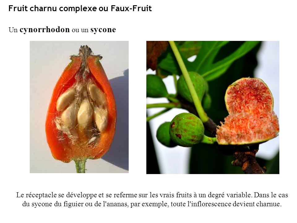 Faux-fruit : définition et explications