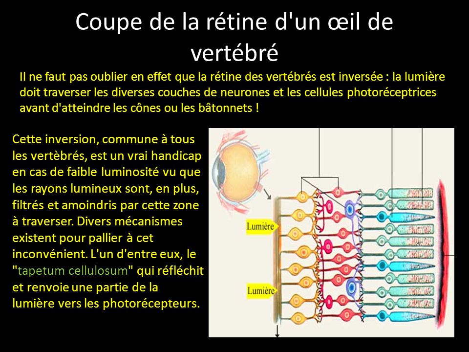 Perfections Imperfections De La Nature Ppt Video Online Telecharger