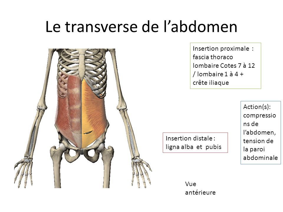 Le transverse de l’abdomen
