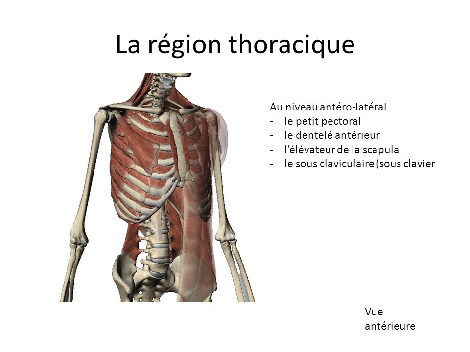 La région thoracique Au niveau antéro-latéral le petit pectoral