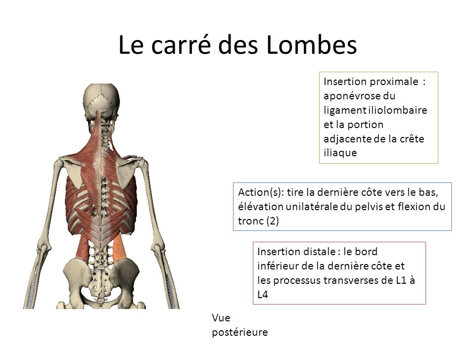 Le carré des Lombes Insertion proximale : aponévrose du ligament iliolombaire et la portion adjacente de la crête iliaque.