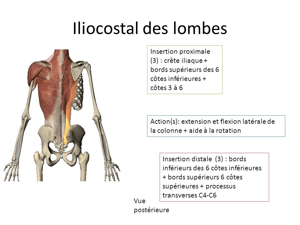 Iliocostal des lombes Insertion proximale (3) : crête iliaque + bords supérieurs des 6 côtes inférieures + côtes 3 à 6.