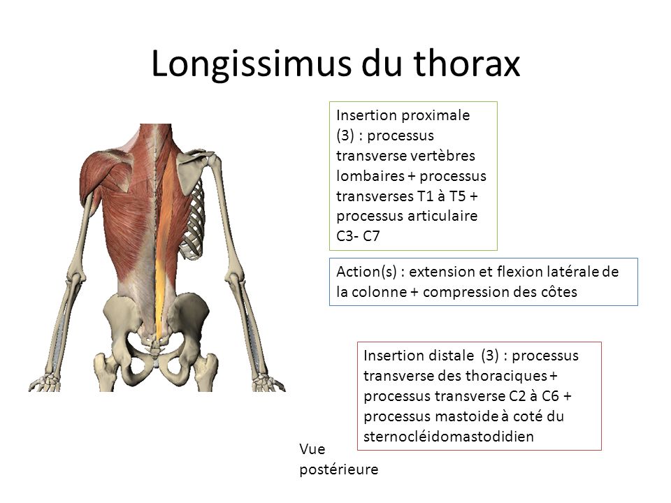 Longissimus du thorax
