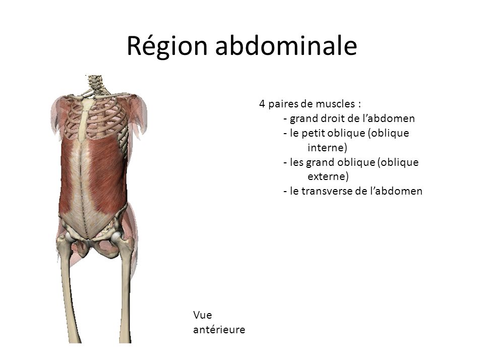 Région abdominale 4 paires de muscles : - grand droit de l’abdomen