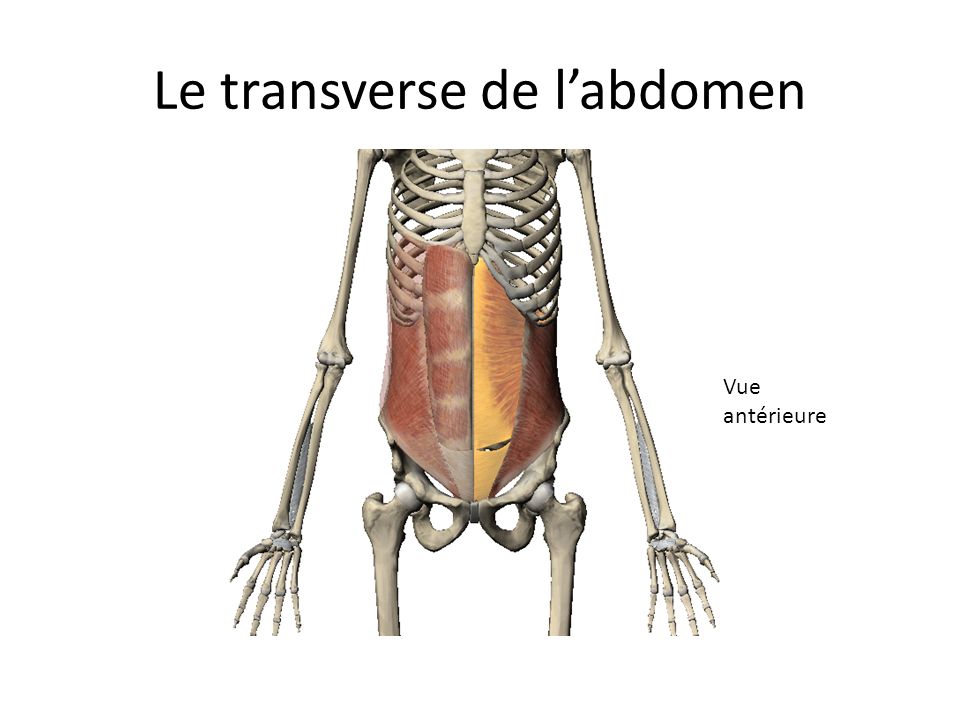Le transverse de l’abdomen