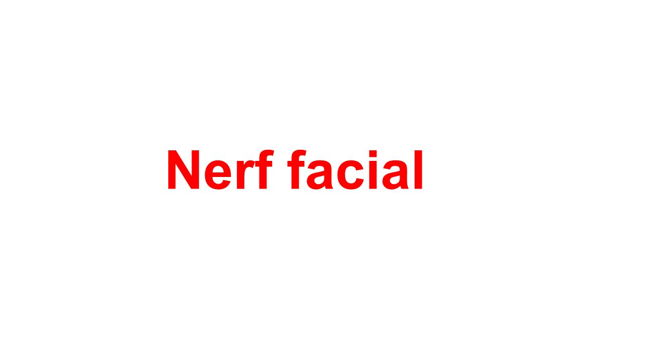 Nerf facial