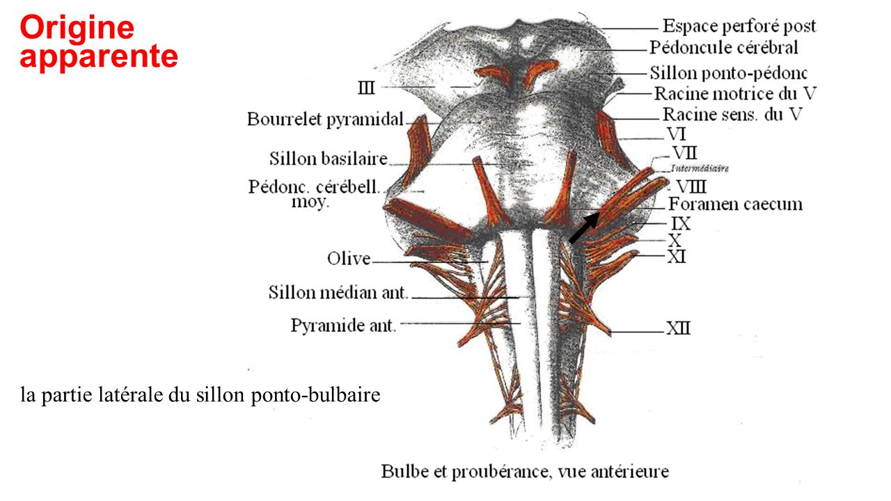 Origine apparente la partie latérale du sillon ponto-bulbaire