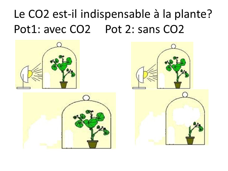 Le CO2 est-il indispensable à la plante. Pot1: avec CO2