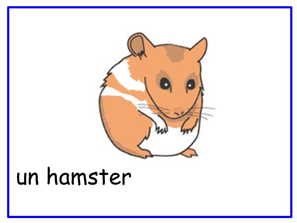 Un hamster un hamster