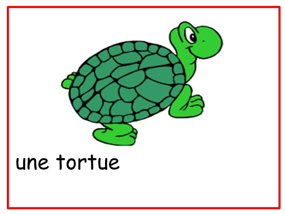 une tortue