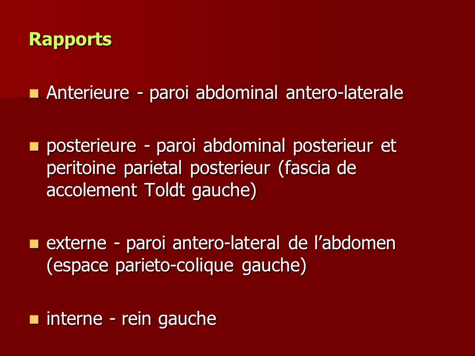 Rapports Anterieure - paroi abdominal antero-laterale.