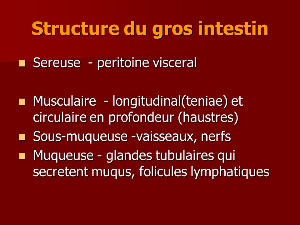 Structure du gros intestin