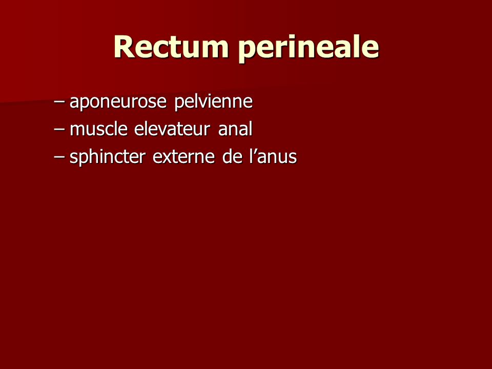 Rectum perineale aponeurose pelvienne muscle elevateur anal