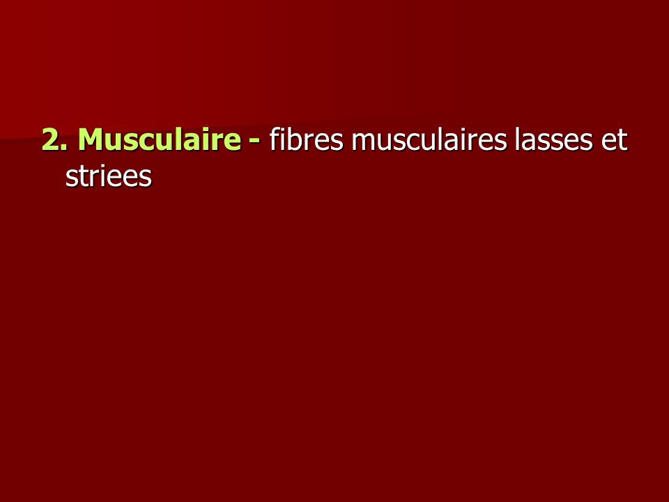 2. Musculaire - fibres musculaires lasses et striees