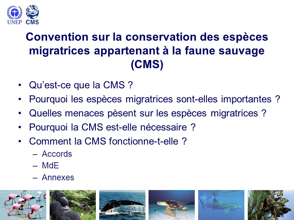 Convention sur la conservation des espèces migratrices appartenant à la faune sauvage (CMS)