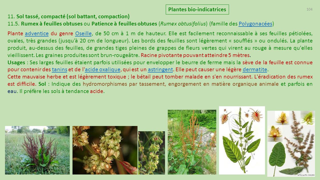 Plantes bio-indicatrices