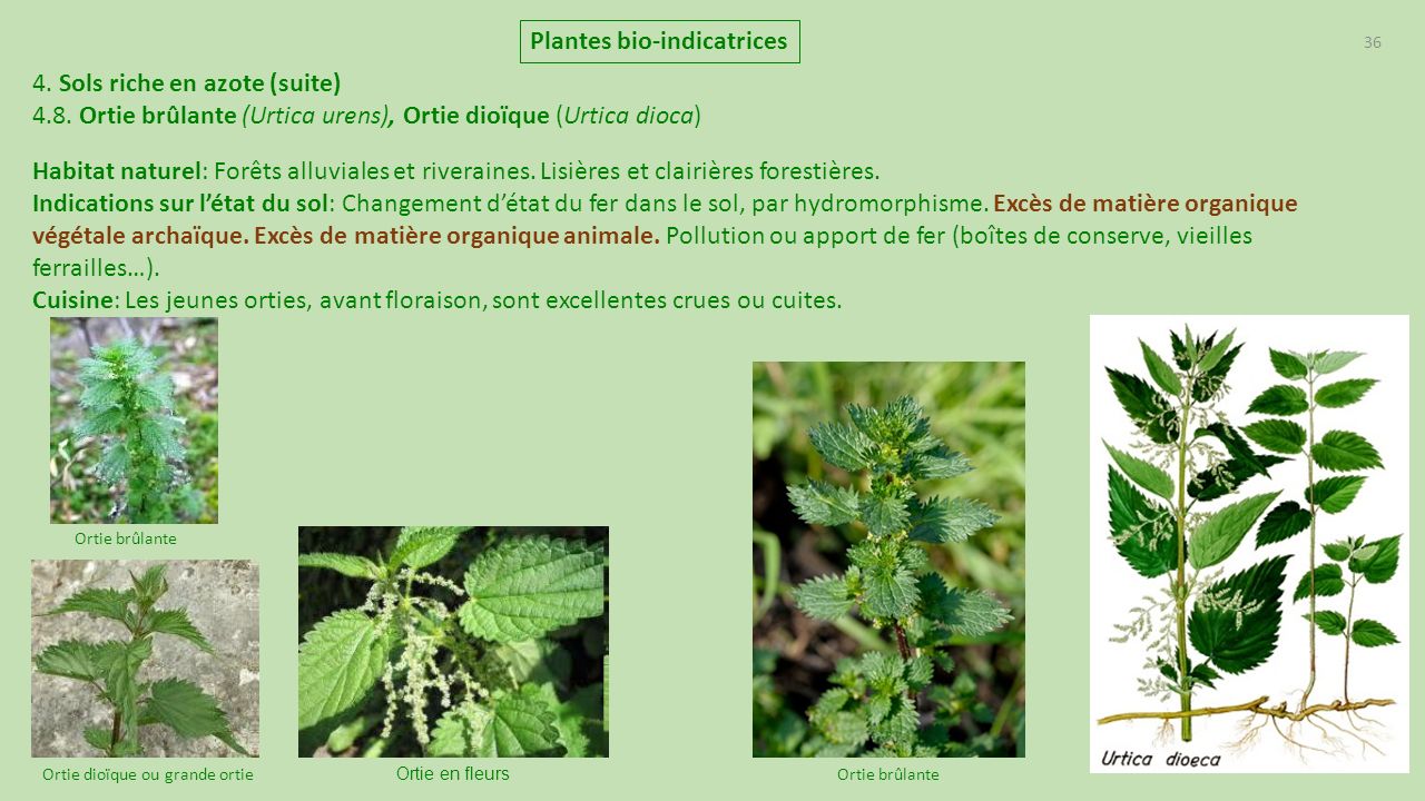 Plantes bio-indicatrices