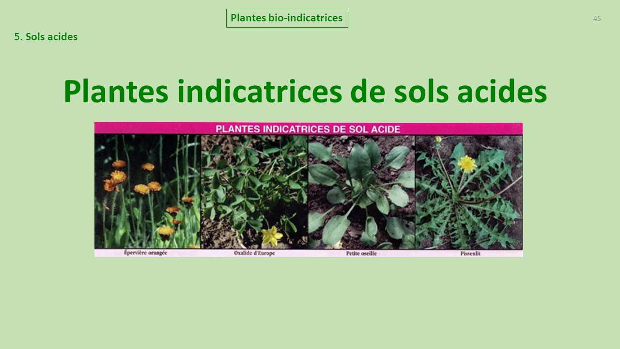 Plantes bio-indicatrices Plantes indicatrices de sols acides