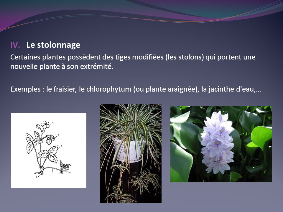 Le stolonnage Certaines plantes possèdent des tiges modifiées (les stolons) qui portent une nouvelle plante à son extrémité.