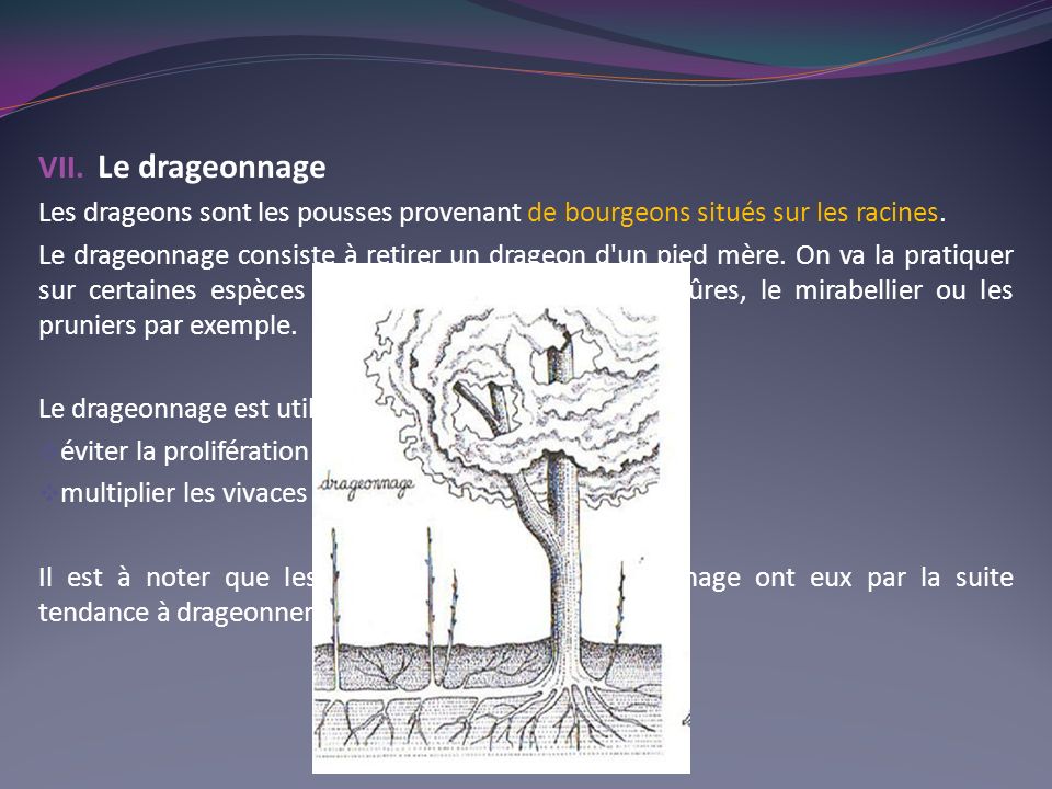 Le drageonnage Les drageons sont les pousses provenant de bourgeons situés sur les racines.
