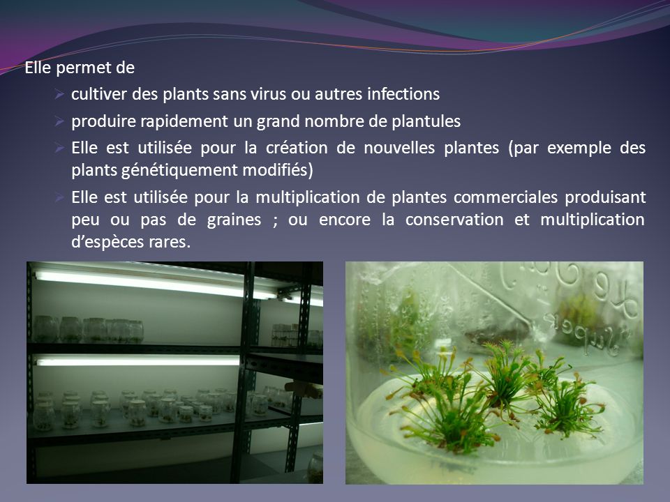 Elle permet de cultiver des plants sans virus ou autres infections. produire rapidement un grand nombre de plantules.