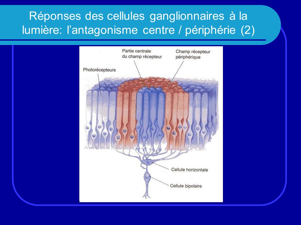 Réponses des cellules ganglionnaires à la lumière: l’antagonisme centre / périphérie (2)