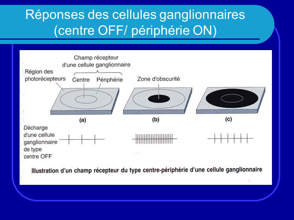 Réponses des cellules ganglionnaires (centre OFF/ périphérie ON)