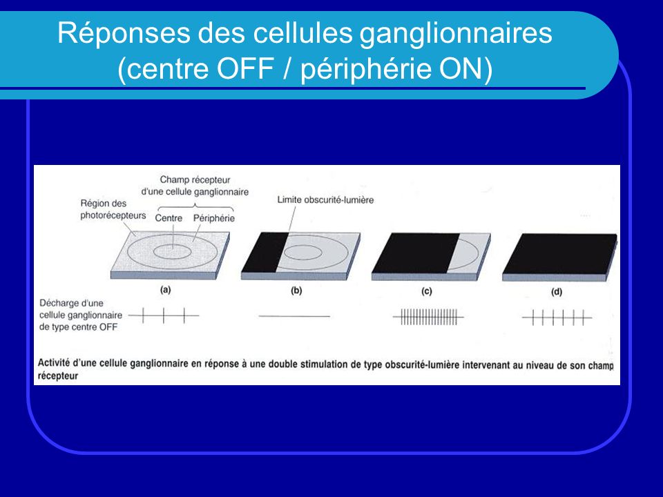 Réponses des cellules ganglionnaires (centre OFF / périphérie ON)