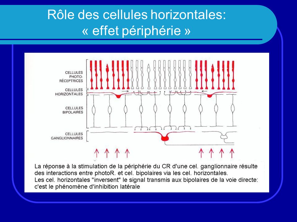 Rôle des cellules horizontales: « effet périphérie »