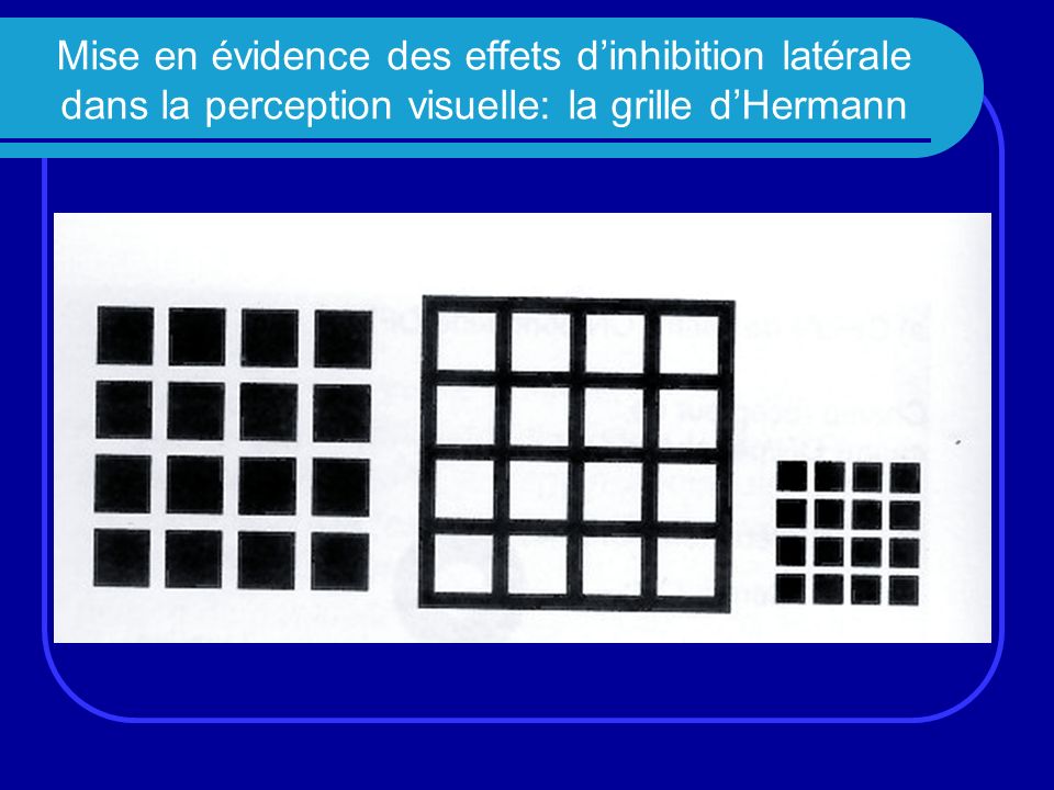Mise en évidence des effets d’inhibition latérale dans la perception visuelle: la grille d’Hermann