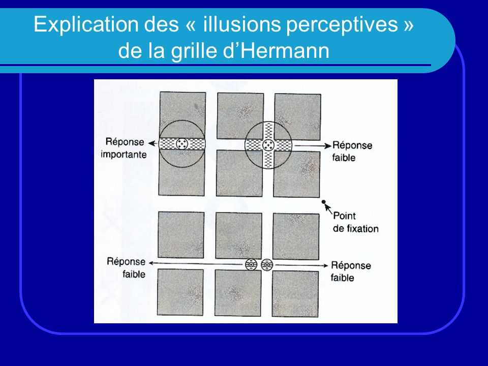 Explication des « illusions perceptives » de la grille d’Hermann
