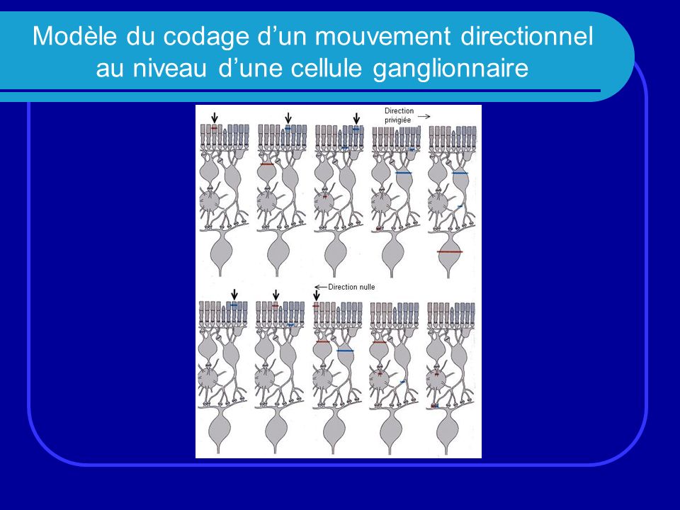 Modèle du codage d’un mouvement directionnel au niveau d’une cellule ganglionnaire