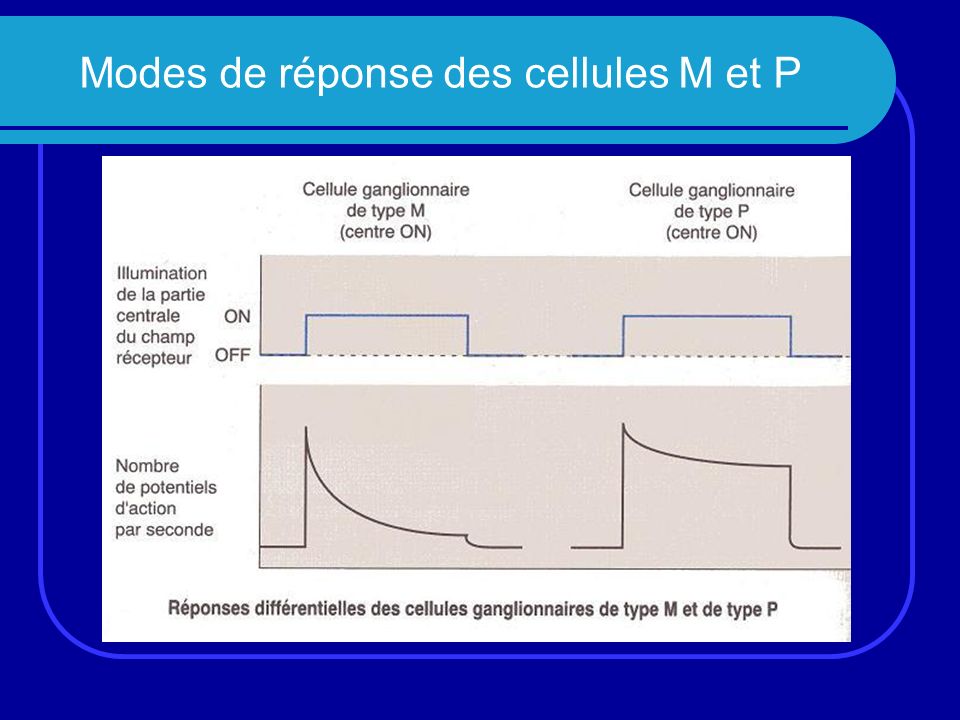 Modes de réponse des cellules M et P