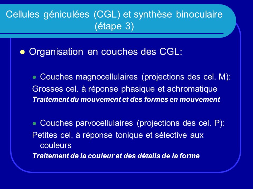 Cellules géniculées (CGL) et synthèse binoculaire (étape 3)