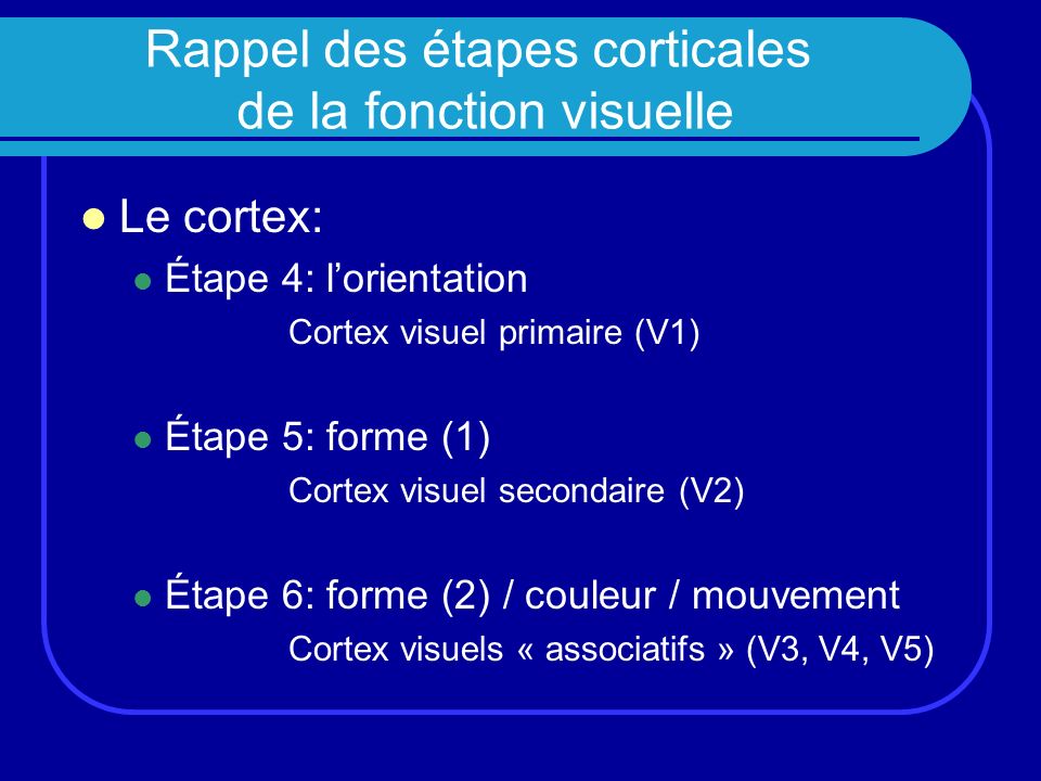 Rappel des étapes corticales de la fonction visuelle