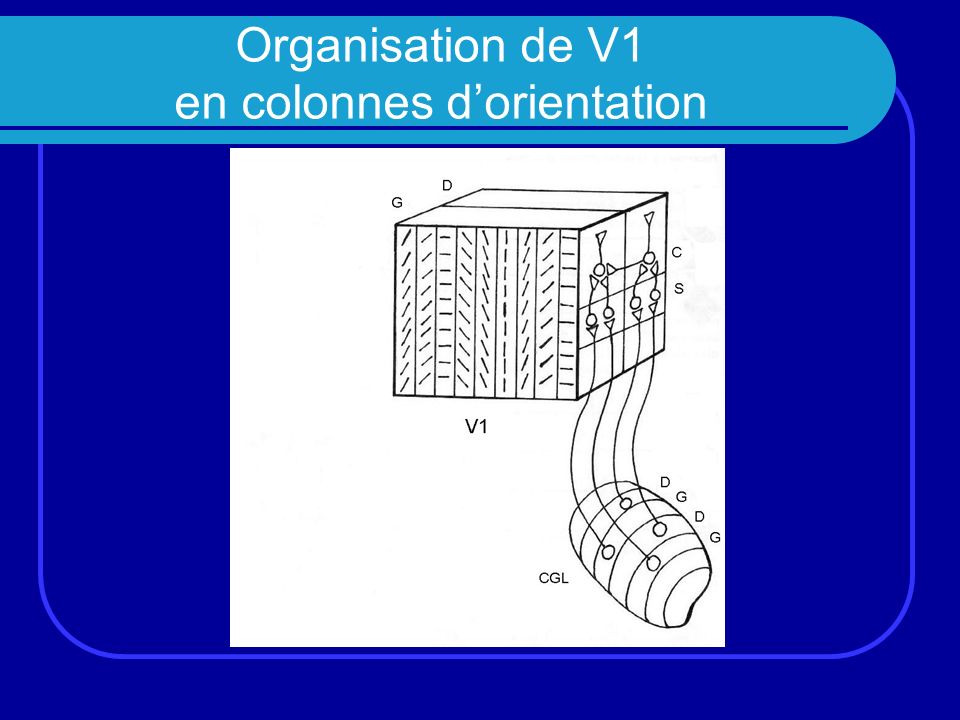 Organisation de V1 en colonnes d’orientation