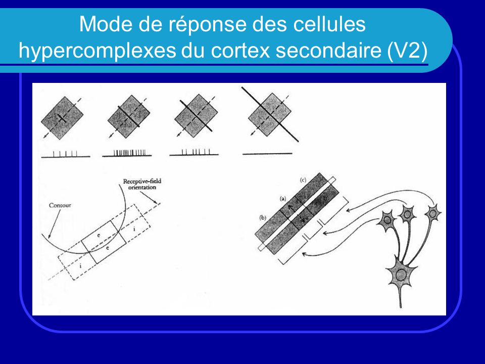 Mode de réponse des cellules hypercomplexes du cortex secondaire (V2)